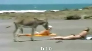 Ганган хөөрхөн хар үстэй нь тосолсон илжиг орж ирээд